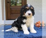 Small #3 Bernedoodle (Miniature)