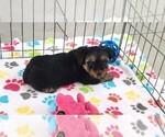 Small #8 Yorkshire Terrier