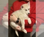 Small #16 Siberian Husky