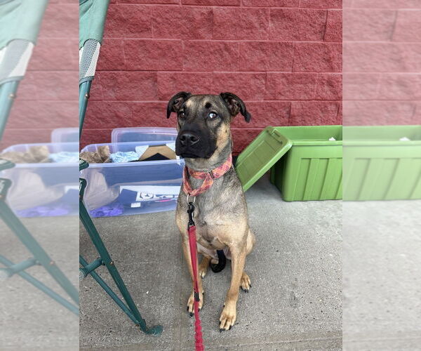 Medium Photo #3 German Shepherd Dog-Unknown Mix Puppy For Sale in Brewster, NY, USA