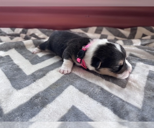 Medium Photo #6 Pembroke Welsh Corgi Puppy For Sale in CERES, CA, USA
