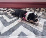 Small #5 Pembroke Welsh Corgi
