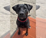 Small #6 Labrador Retriever Mix