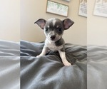 Small Photo #20 Chihuahua Puppy For Sale in MARCUS, IA, USA