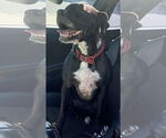 Small #9 Boxer Mix