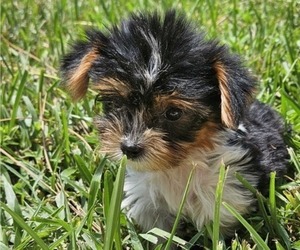 Biewer Terrier Puppy for sale in SARASOTA, FL, USA