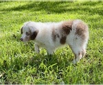 Small Photo #4 Miniature Australian Shepherd Puppy For Sale in ANTHONY, FL, USA