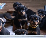Small Rottweiler
