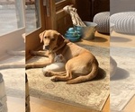 Small Photo #1 Labrador Retriever Puppy For Sale in GRAND RAPIDS, MN, USA