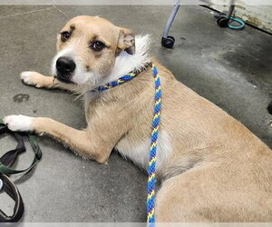 Mutt Dogs for adoption in Santa Cruz, CA, USA