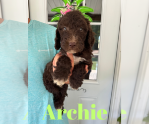 Labradoodle Puppy for Sale in ROCKY MOUNT, North Carolina USA