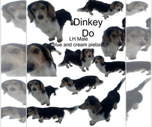 Father of the Dachshund puppies born on 05/27/2025