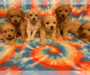 Goldendoodle (Miniature) Puppy for sale in HARTFORD, KY, USA