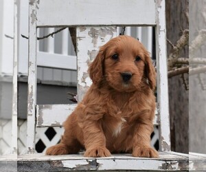 Goldendoodle-Poodle (Miniature) Mix Puppy for sale in GORDONVILLE, PA, USA
