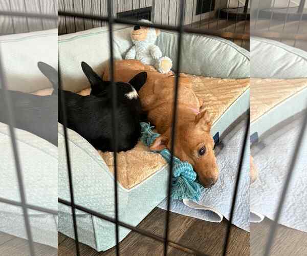 Medium Photo #5 Dachshund-Unknown Mix Puppy For Sale in Arlington, WA, USA