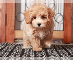 Small #1 Maltipoo