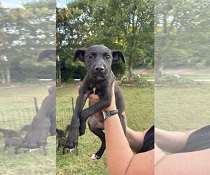 Labrador Retriever-Unknown Mix Dogs for adoption in Holly Springs, NC, USA