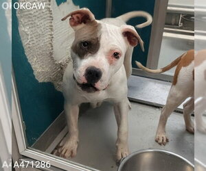 American Bulldog-Unknown Mix Dogs for adoption in Oklahoma City, OK, USA