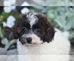 Small #3 Bichpoo
