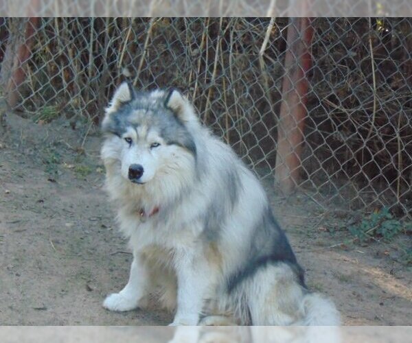 Medium Photo #3  Puppy For Sale in , 