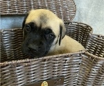 Small Photo #2 Mastiff Puppy For Sale in BRUCETON MILLS, WV, USA