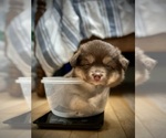 Small Photo #4 Miniature Australian Shepherd-Pomsky Mix Puppy For Sale in CHICAGO, IL, USA
