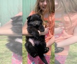 Small #2 German Shepherd Dog