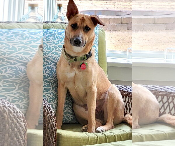 Medium Photo #12 Mutt Puppy For Sale in Cary, NC, USA