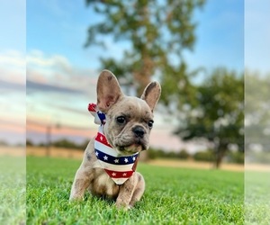 French Bulldog Puppy for sale in CLAREMORE, OK, USA