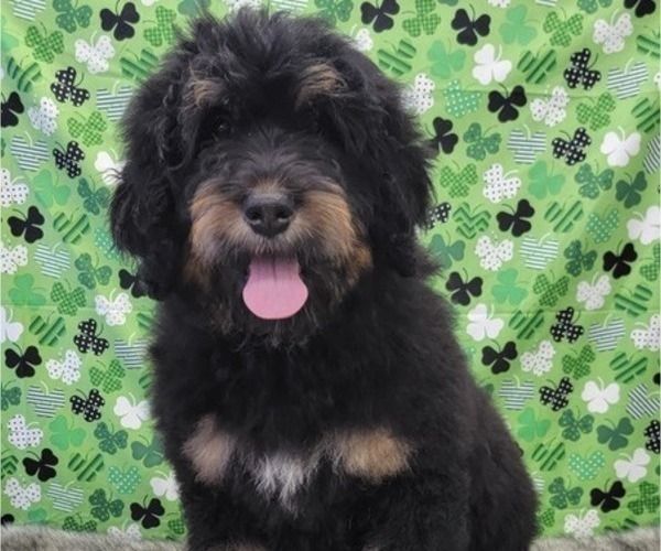 Medium Photo #7 Bernedoodle Puppy For Sale in BLAKESBURG, IA, USA