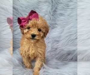 Goldendoodle (Miniature) Puppy for sale in INDIANAPOLIS, IN, USA