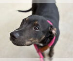 Small Doberman Pinscher-Labrador Retriever Mix