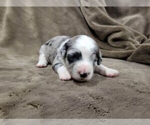 Aussiedoodle Miniature  Puppy for sale in LEBANON, OR, USA