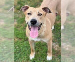 American Pit Bull Terrier-Unknown Mix Dogs for adoption in Conroe, TX, USA