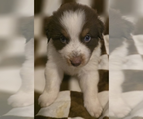 Medium Photo #6 Australian Shepherd Puppy For Sale in ROY, UT, USA