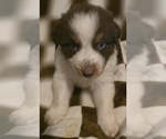 Small Photo #5 Australian Shepherd Puppy For Sale in ROY, UT, USA
