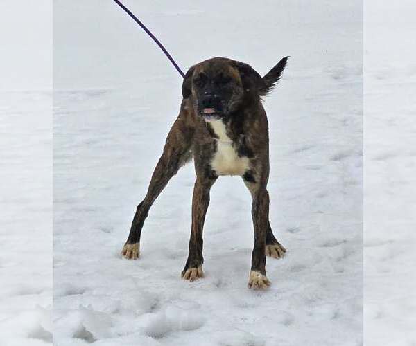 Medium Photo #4 Boxer-Unknown Mix Puppy For Sale in Burnsville, MN, USA