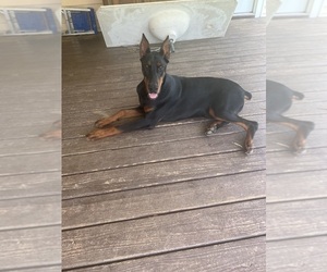 Medium Doberman Pinscher