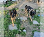 Small Photo #4 German Shepherd Dog Puppy For Sale in RICHMOND, VA, USA