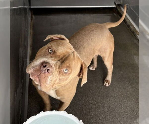 Medium Photo #2 American Pit Bull Terrier Puppy For Sale in San Bernardino, CA, USA