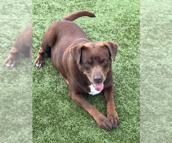 Medium Photo #1 American Staffordshire Terrier-Chocolate Labrador retriever Mix Puppy For Sale in Godfrey, IL, USA