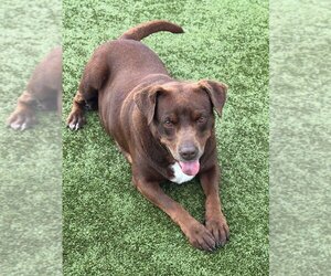 American Staffordshire Terrier-Chocolate Labrador retriever Mix Dogs for adoption in Godfrey, IL, USA