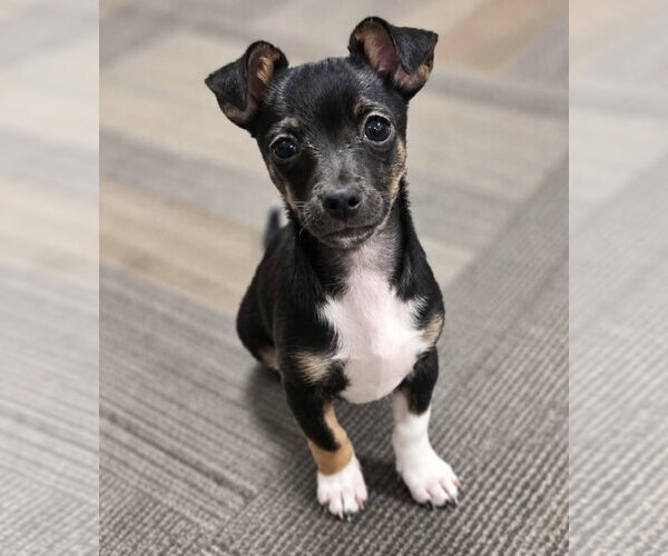 Medium Photo #2 Chihuahua-Unknown Mix Puppy For Sale in Littleton, CO, USA
