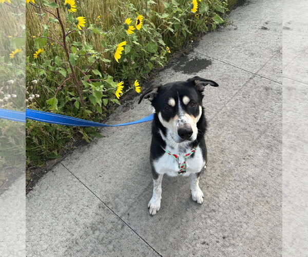 Medium Photo #22 Mutt Puppy For Sale in Fargo, ND, USA