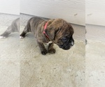Small Photo #22 Boxer Puppy For Sale in LUCERNE VALLEY, CA, USA