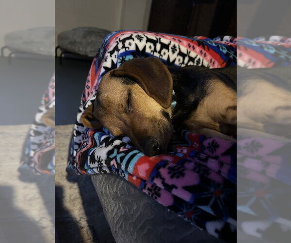 Medium Photo #2 Beagle-Unknown Mix Puppy For Sale in Springdale, PA, USA