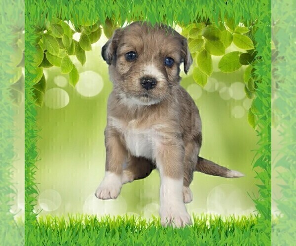 Medium Photo #36 Bernedoodle (Miniature) Puppy For Sale in BLACK FOREST, CO, USA
