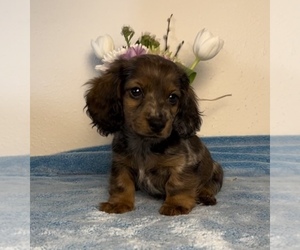 Dachshund Puppy for sale in FRANKLIN, IN, USA
