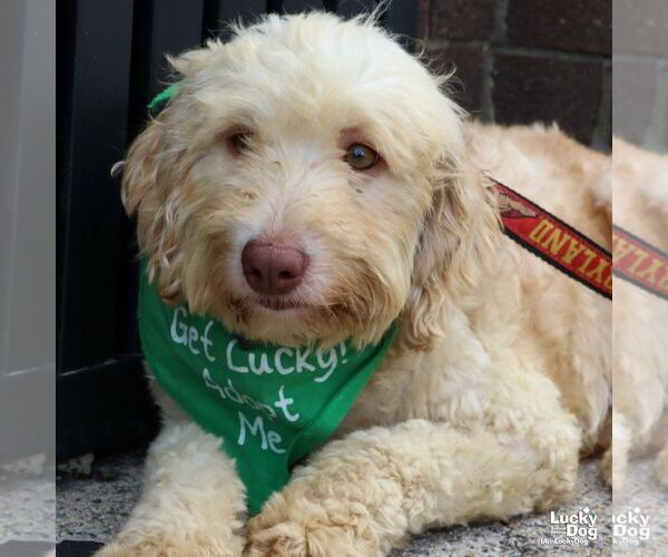 Medium Photo #4 Mutt Puppy For Sale in Washington, DC, USA