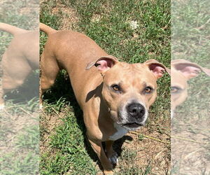 American Pit Bull Terrier Dogs for adoption in Claremore, OK, USA